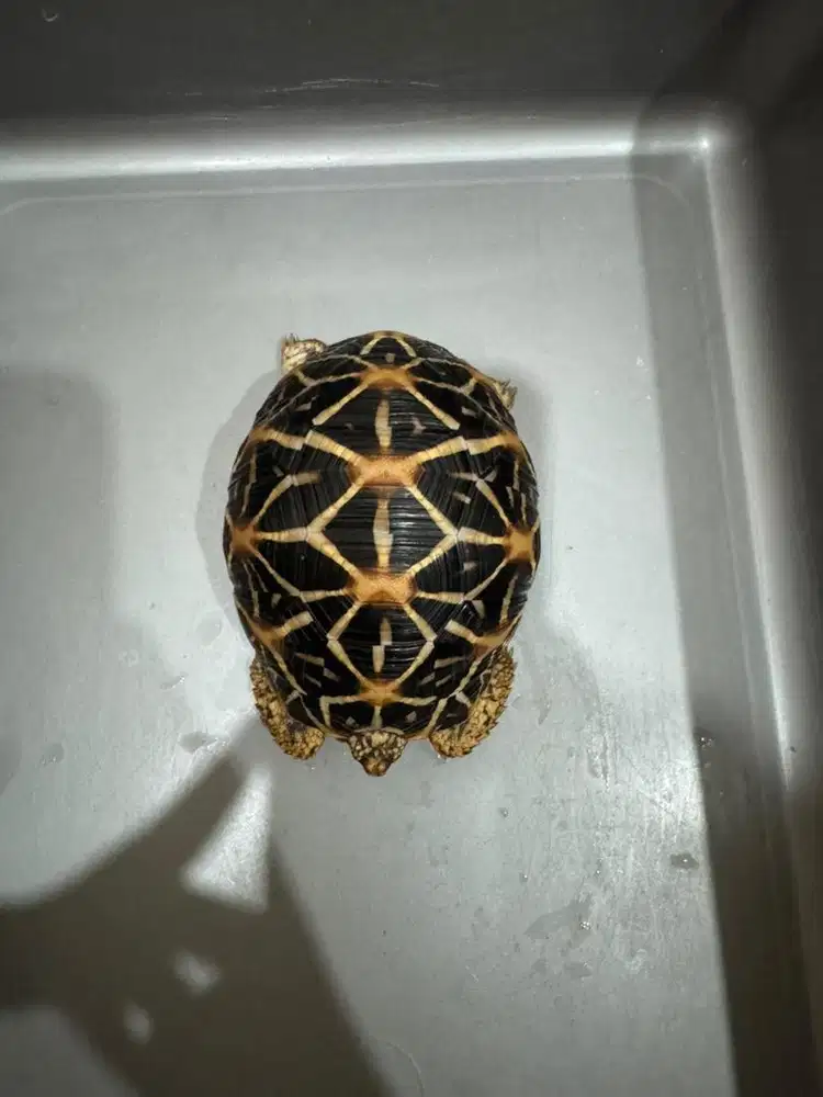 kura kura indian star (istar)