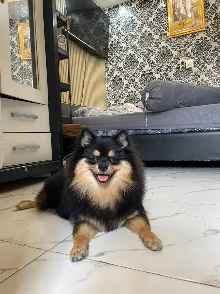ANJING POMERIAN JANTAN
