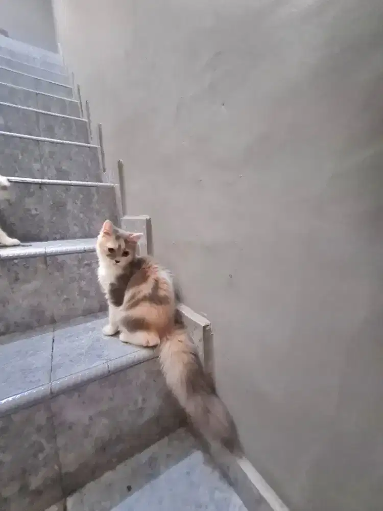 Kucing Persia Calico