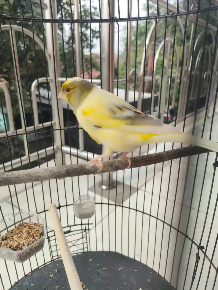 Jual burung kenari gacor AF