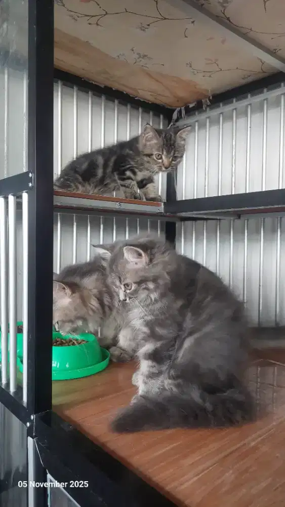 Jual Kitten Persia dan indukan