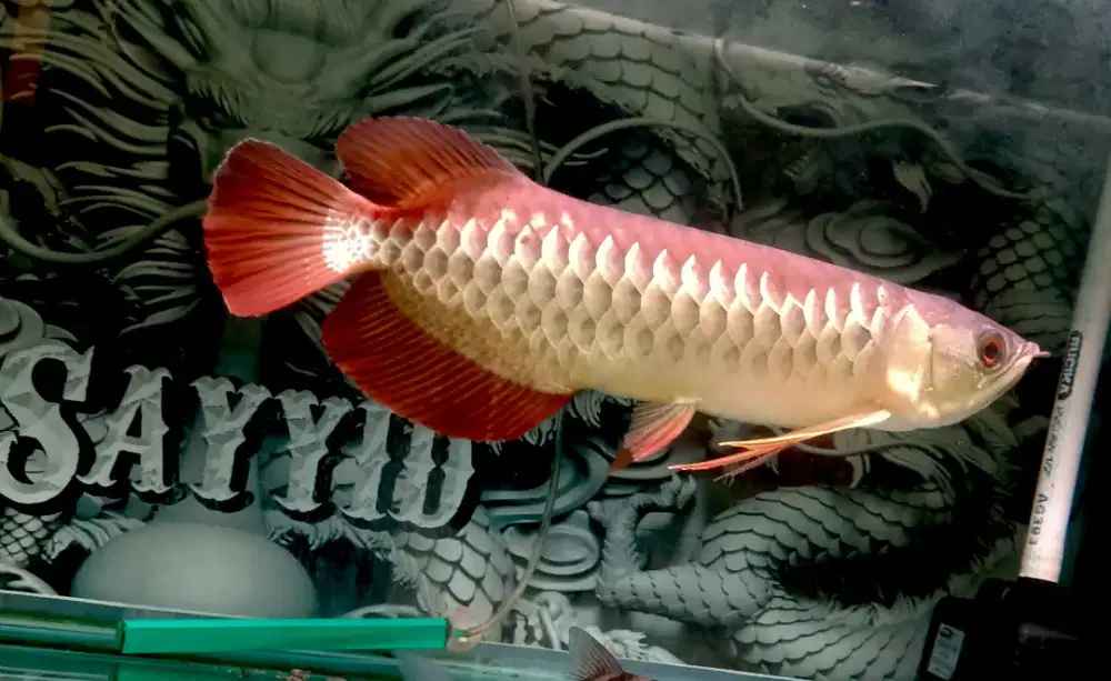 Ikan arwana golden red