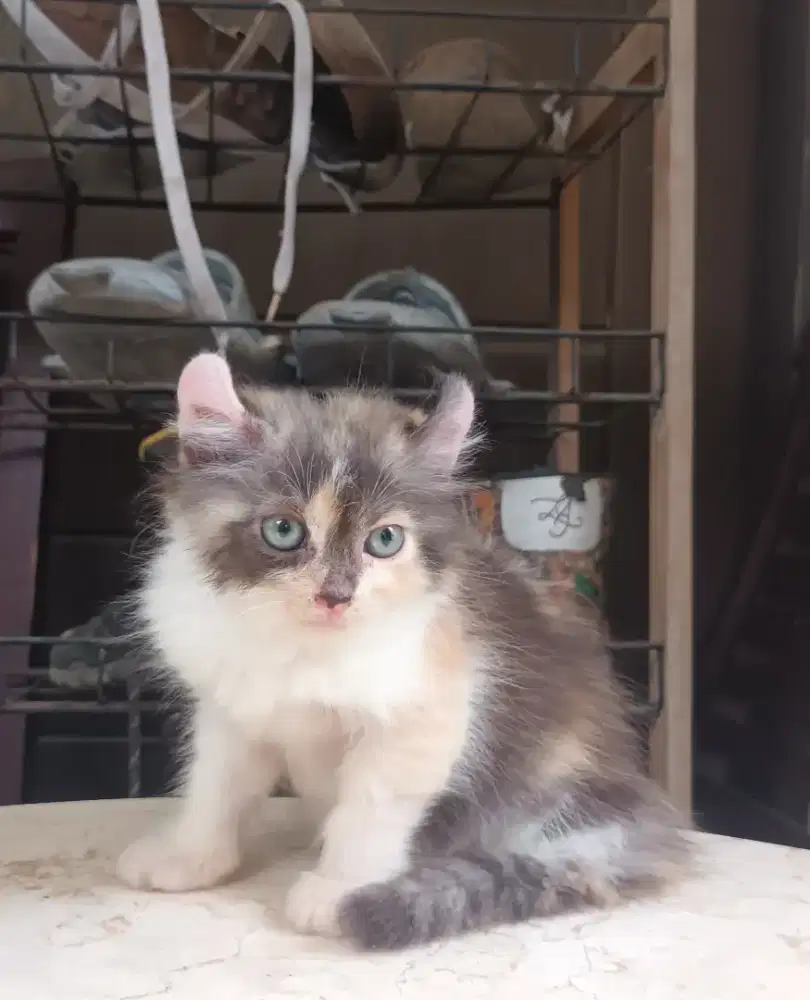 American curl calico betina 2 bln