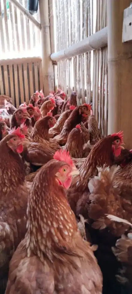 Ayam Petelur Usia 23/25 Minggu Ayam Produksi Ready Bosque