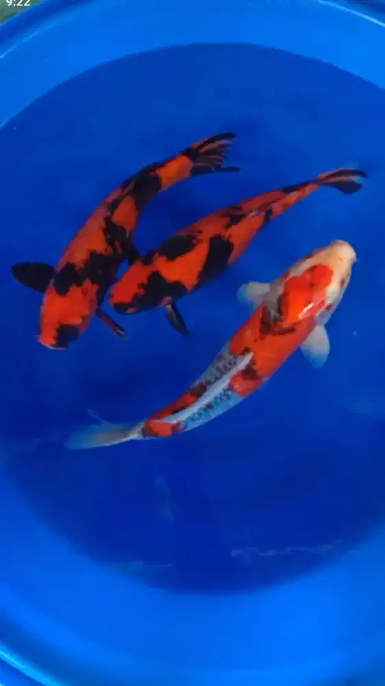 Ikan koi blitar paket 3 ekor 55bu Goshiki dan Hiutsuri