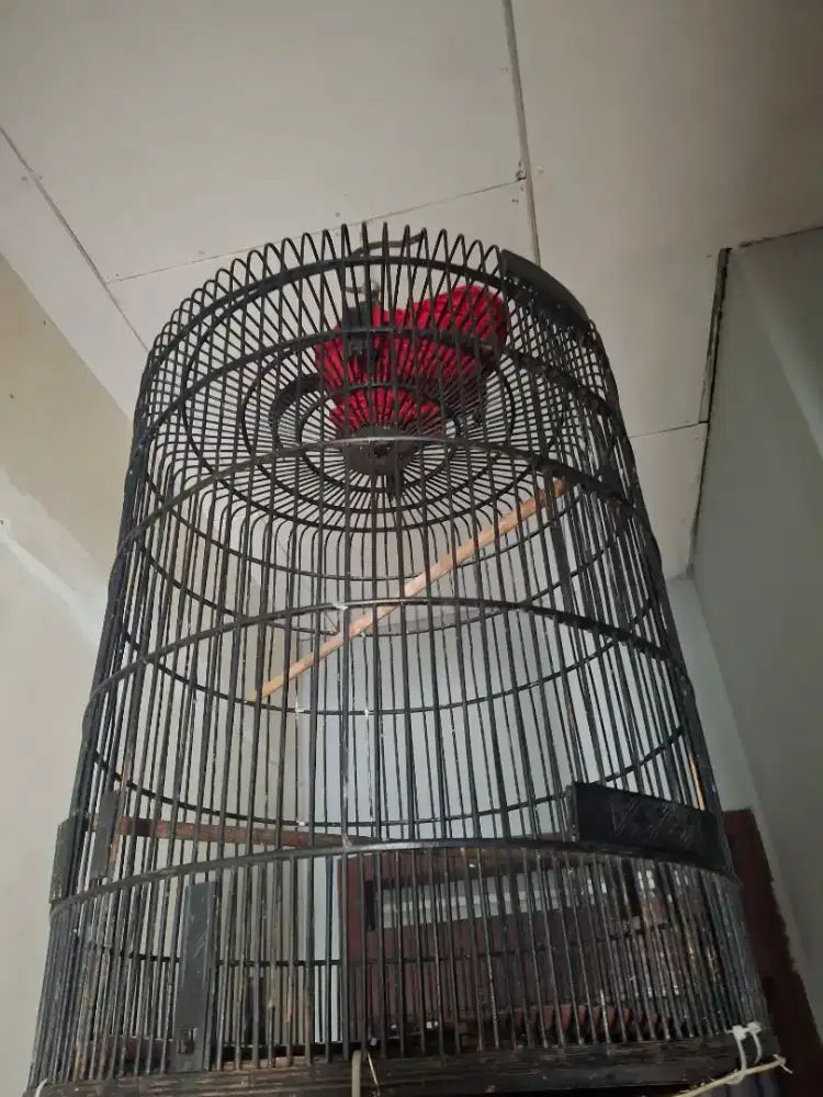 Kandang muray krodong