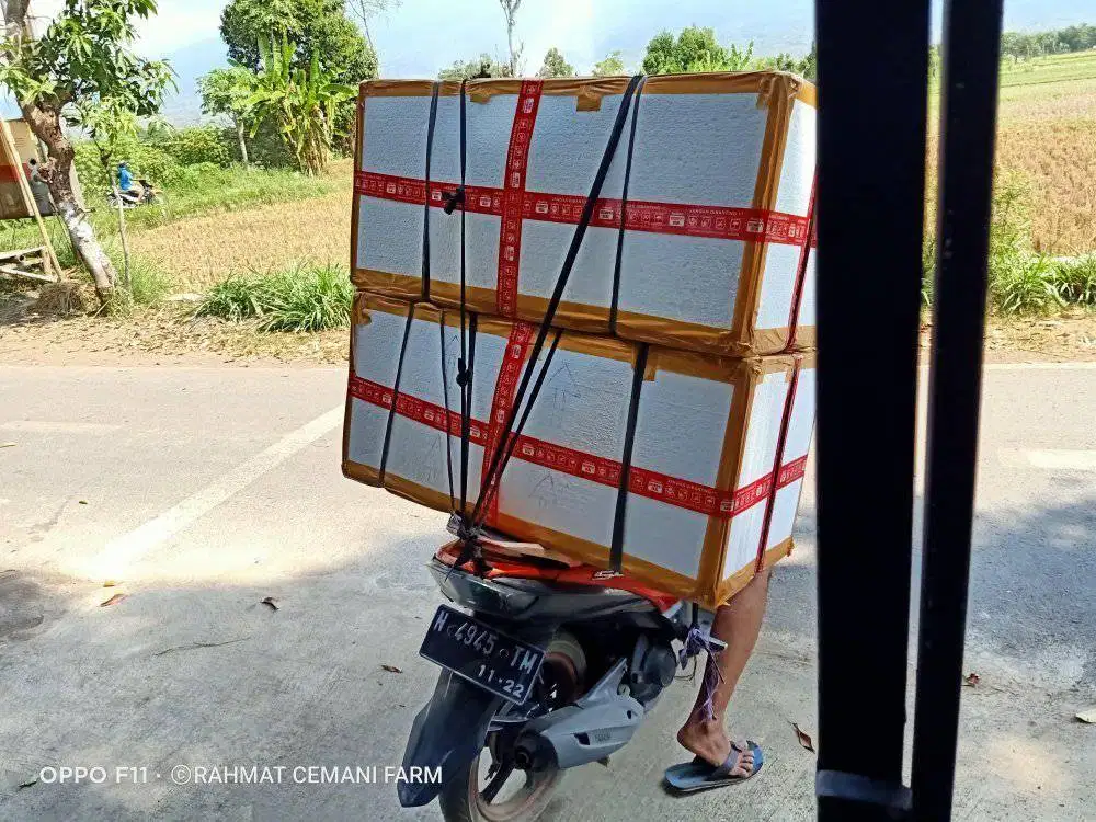 Mesin penetas telur otomatis