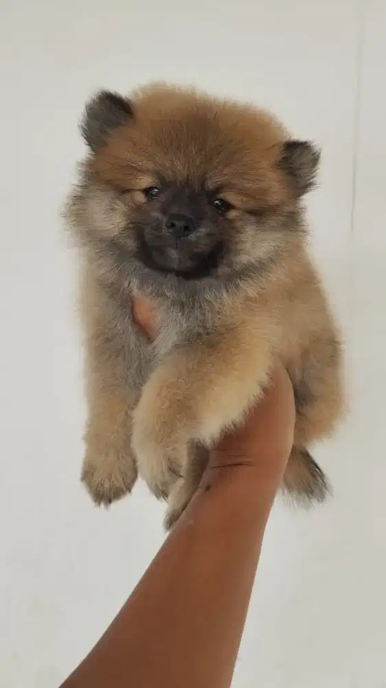 Kennel boy / kennel girl