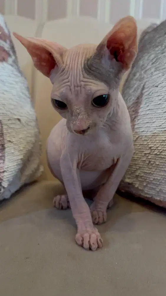 Sphynx betina umur 7 bulan