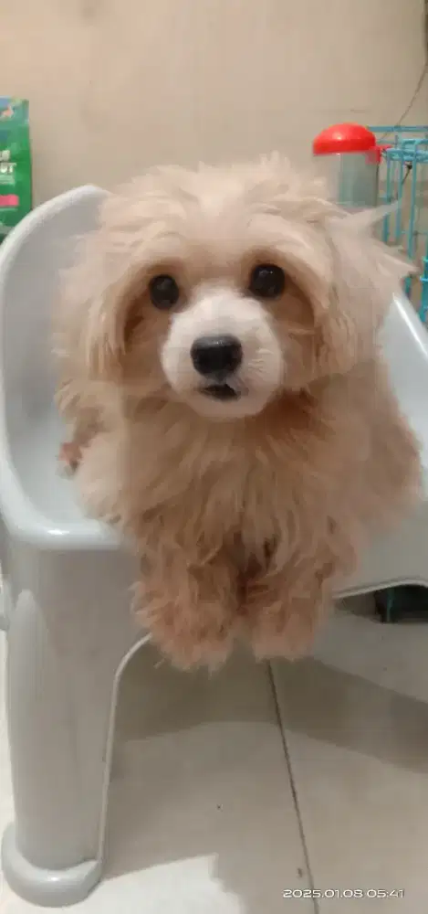 Poodle mix pom betina 1 tahun