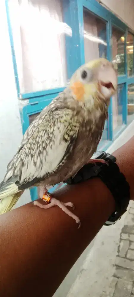 falk australia jinak total