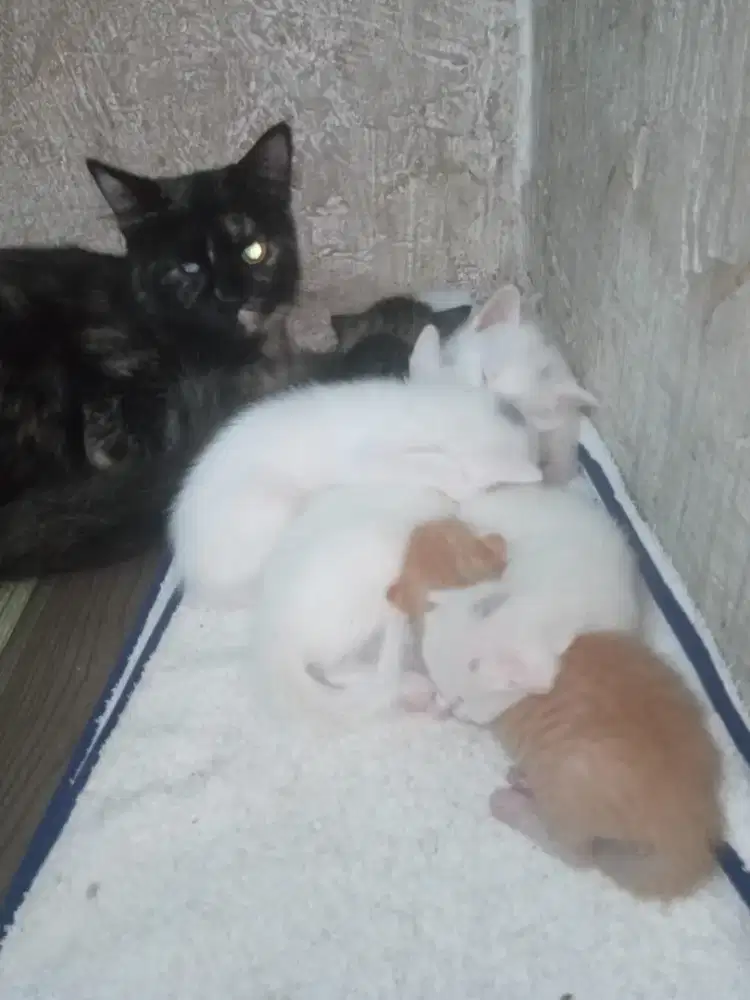 Yg berminat adopsi kucing , ras campuran, gratis