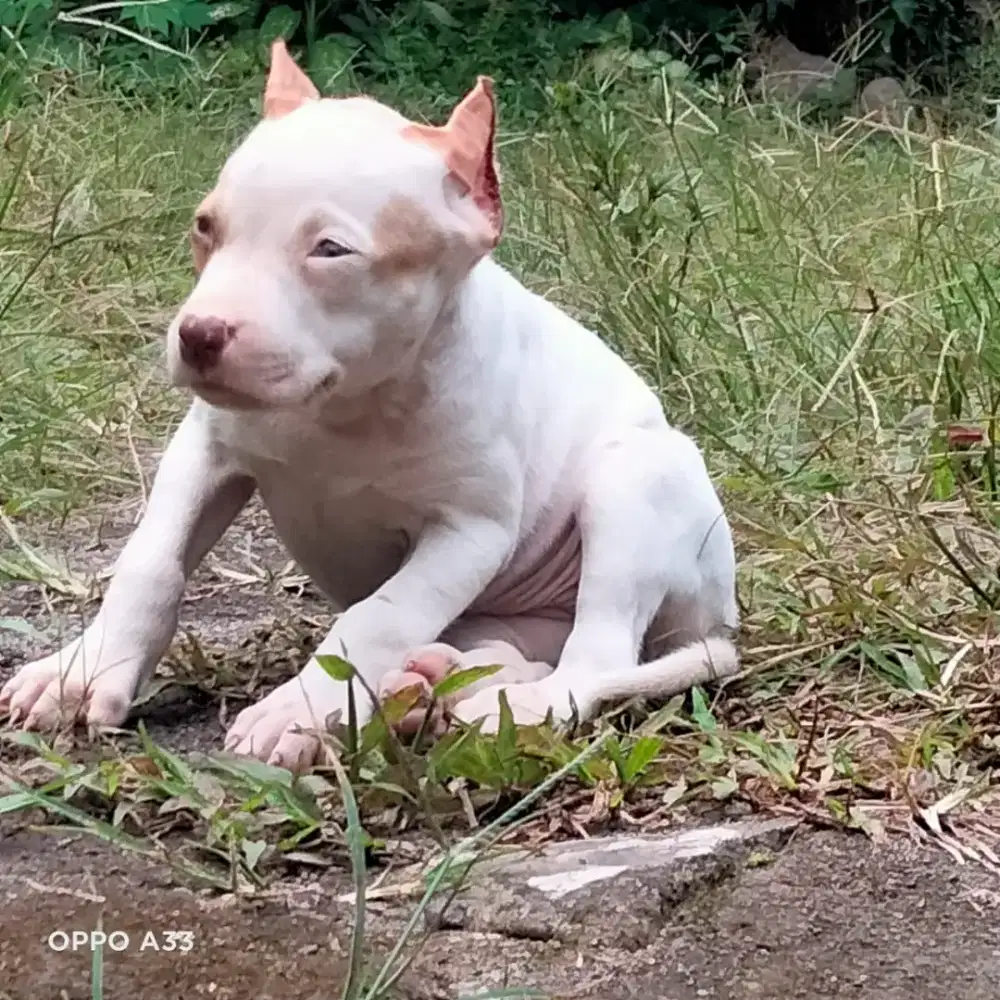 Pitbul betina big size