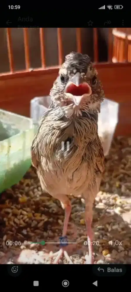 Burung branjangan java