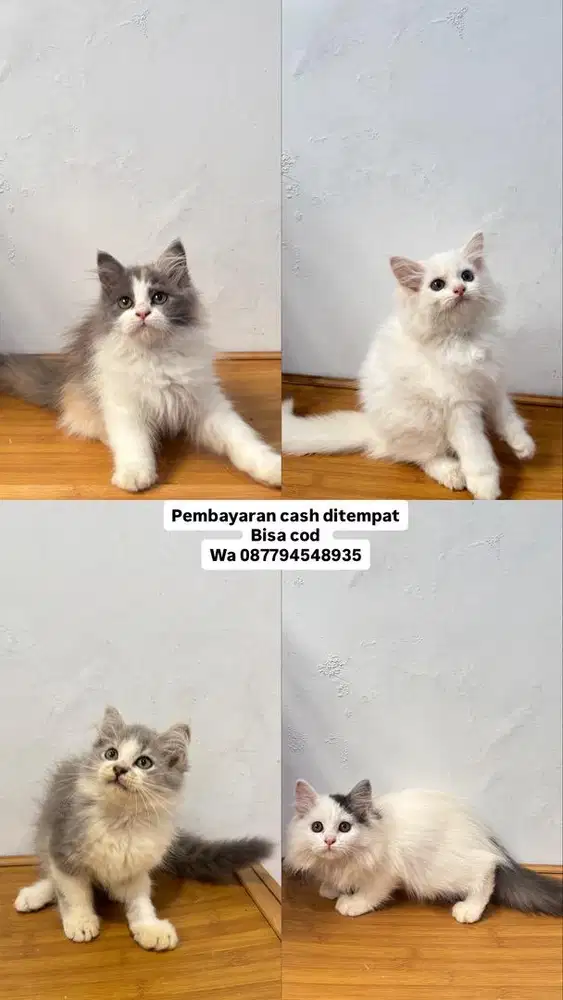 Kucing persian kitten