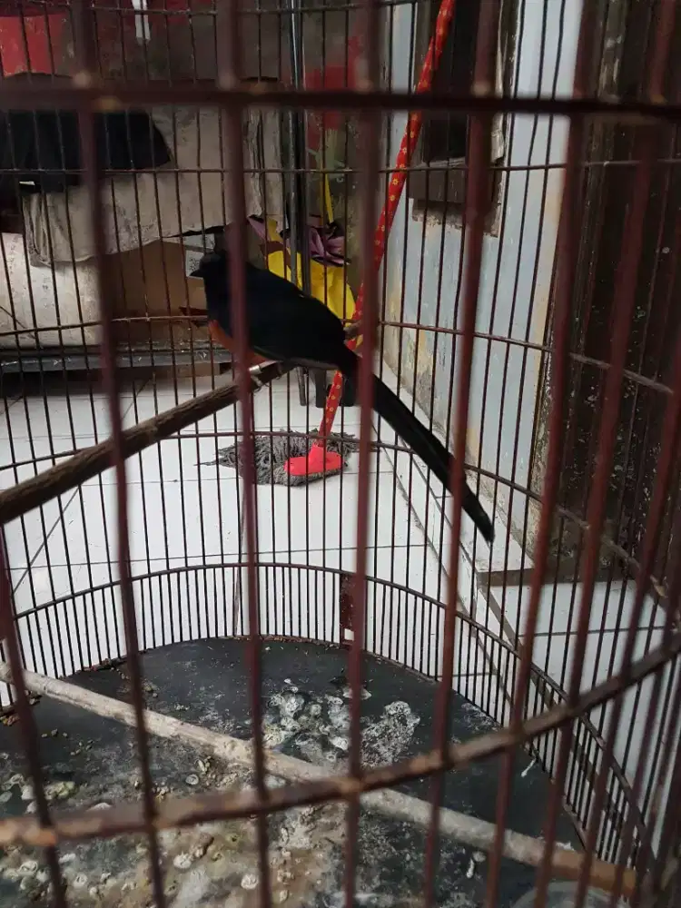 Muray ring mulus burja