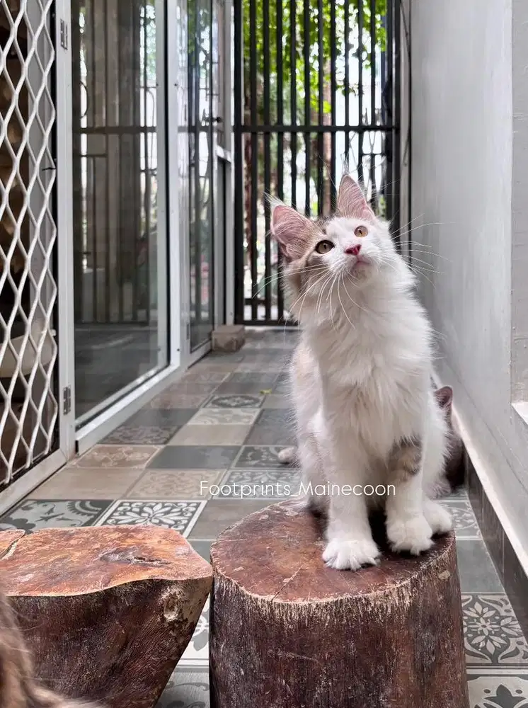 Limited Offer Kitten Mainecoon Kucing Maine Coon