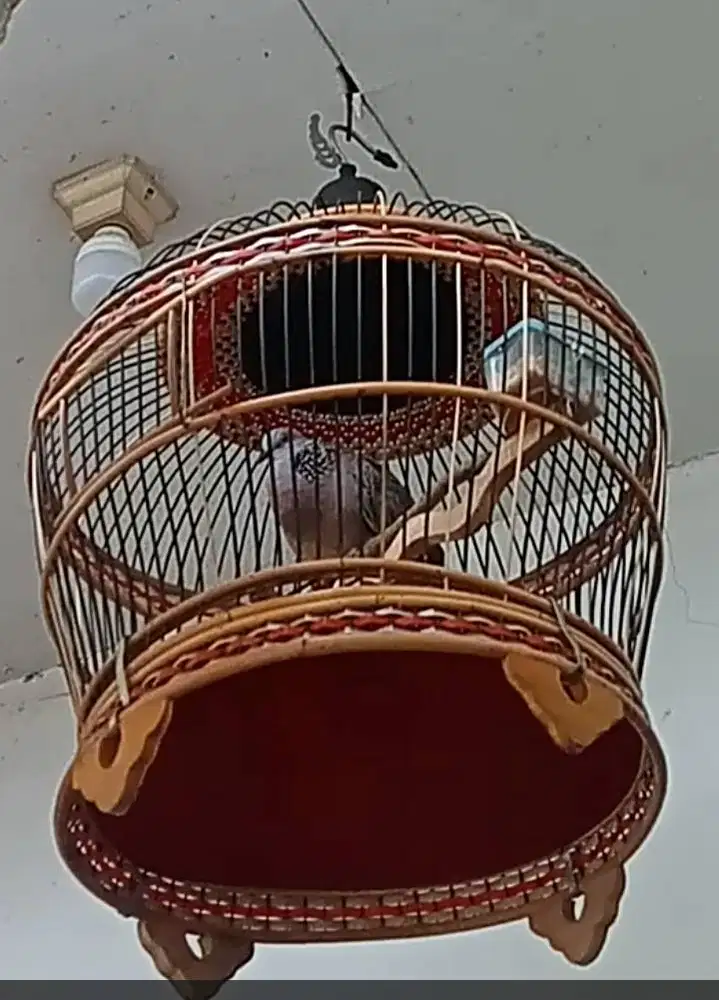 Tekukur siang malam bersuara