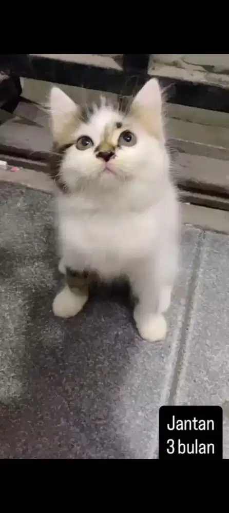 Kucing persia kitten