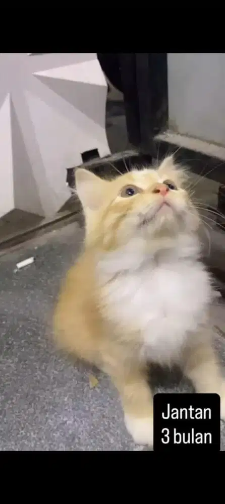 Kucing persia kitten