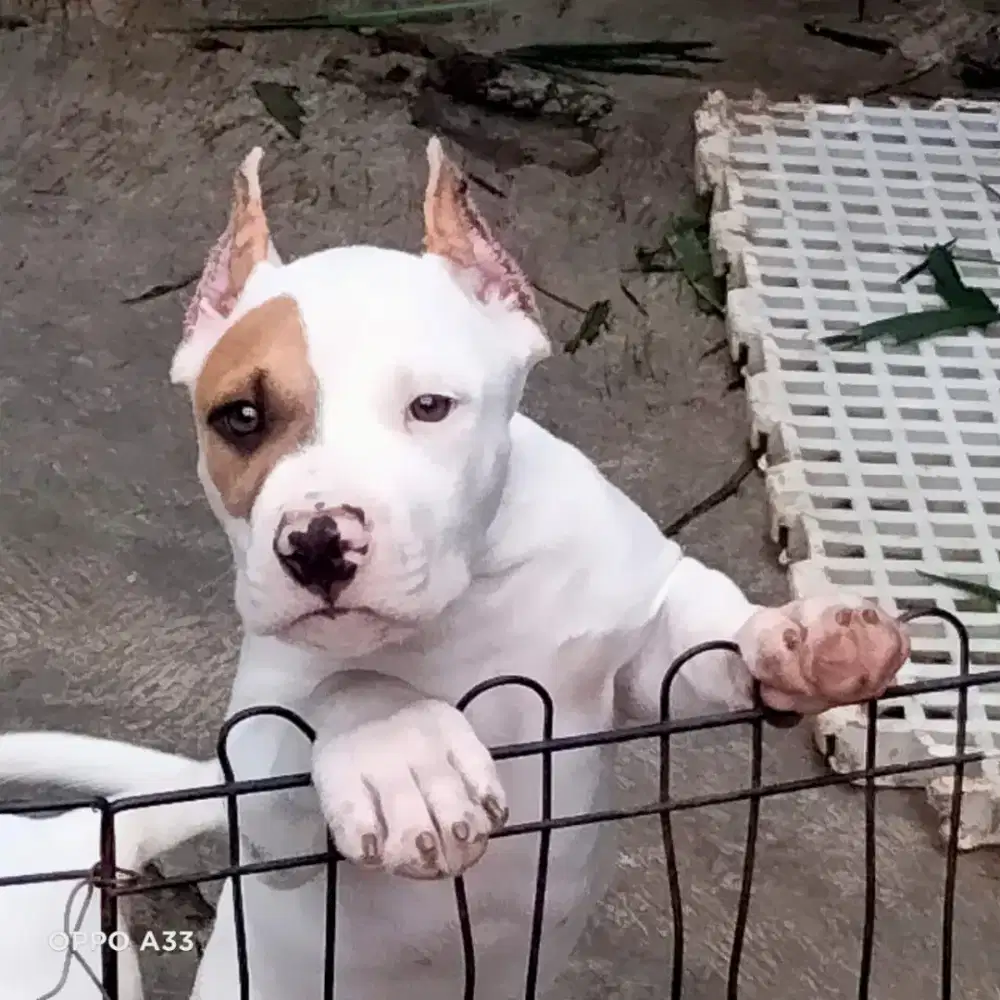 Pitbul jantan big size