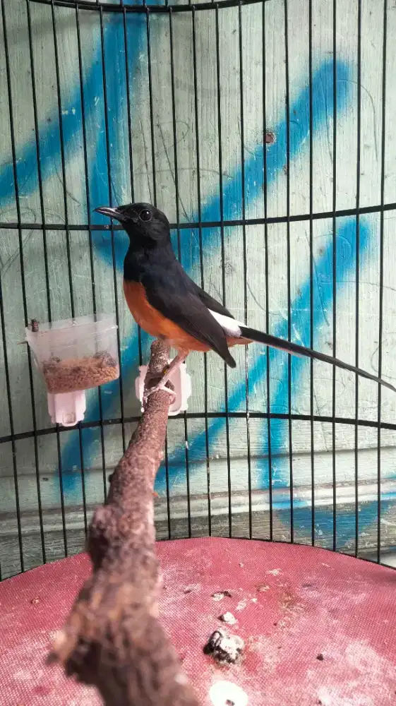 Murai Batu Medan Bahorok Bodi Gede Kaki Hitam Ring Gold Bunyi Gacor