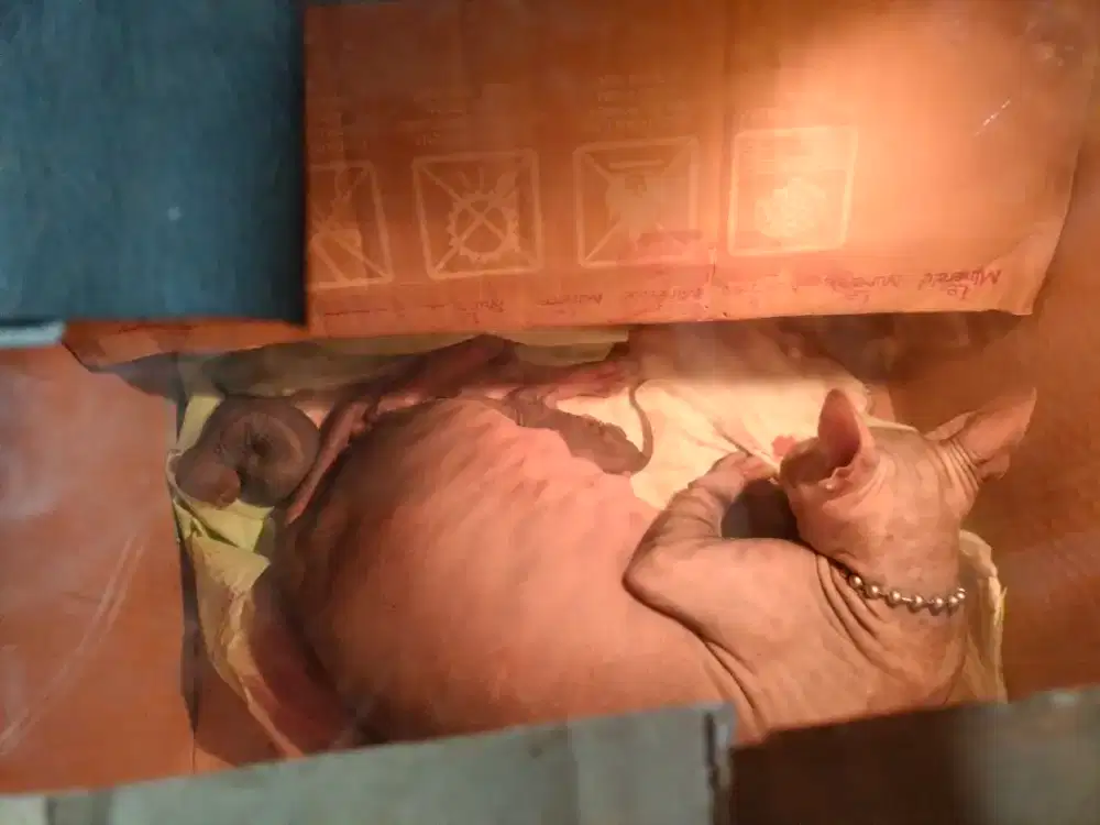 Kucing sphynx, kucing tanpa bulu