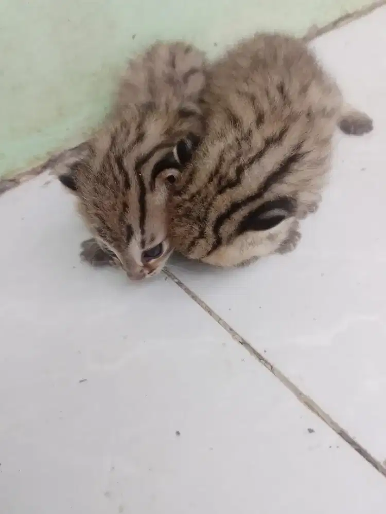 Kitten sepasang