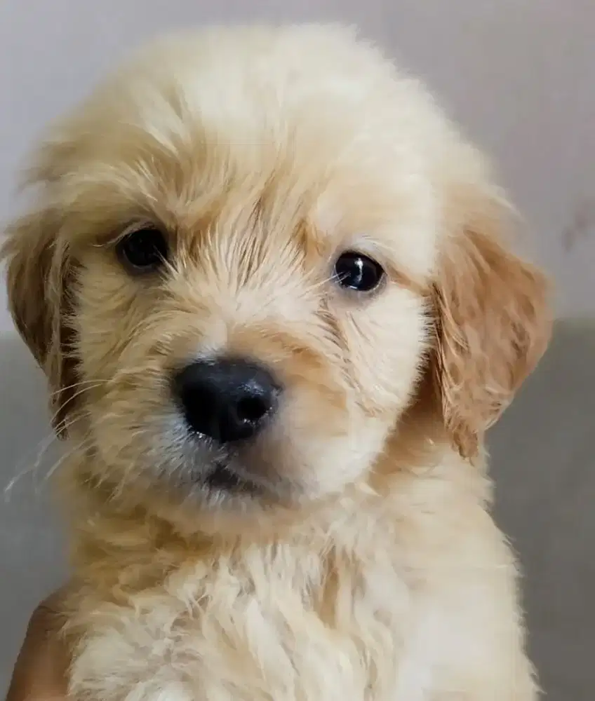 Dijual anak Doggy Golden Retriever