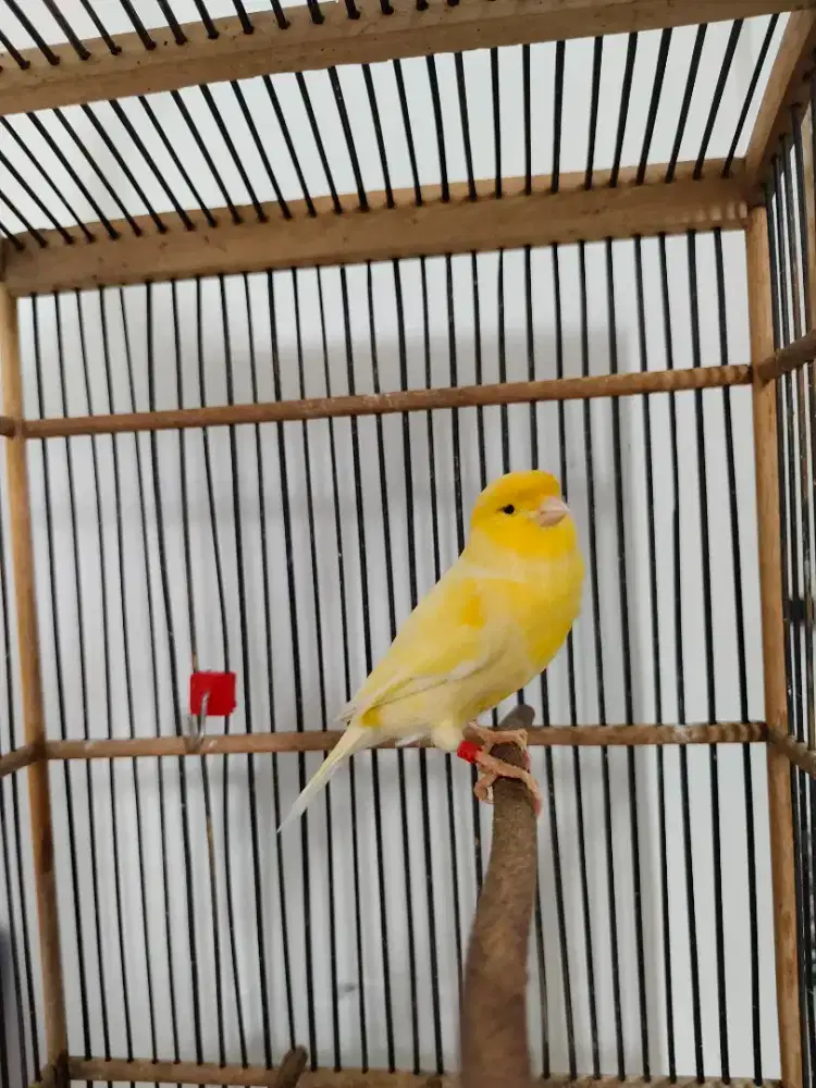 Kenari af mbarong gacor lot