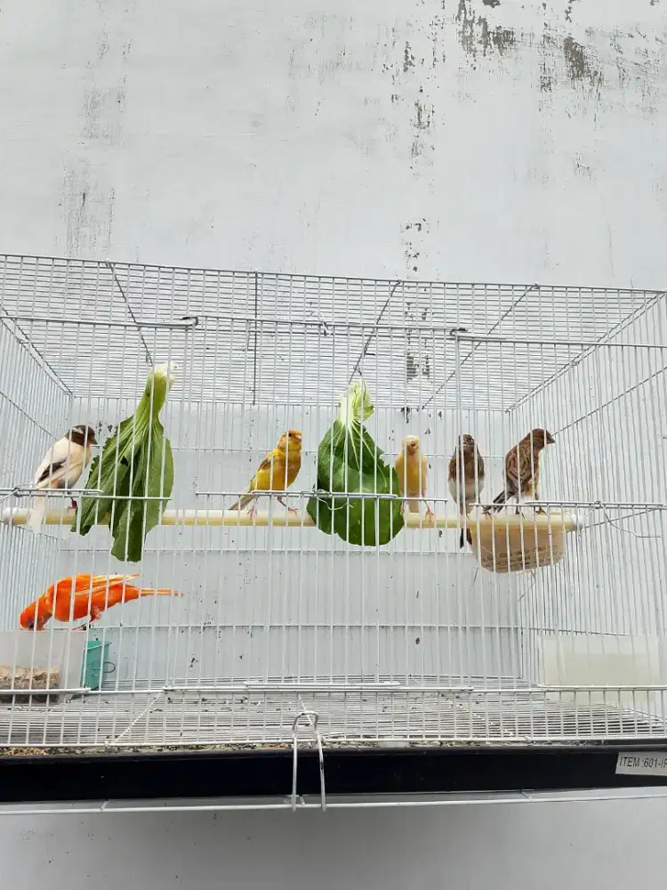 Burung kenari sehat harga mulai 200