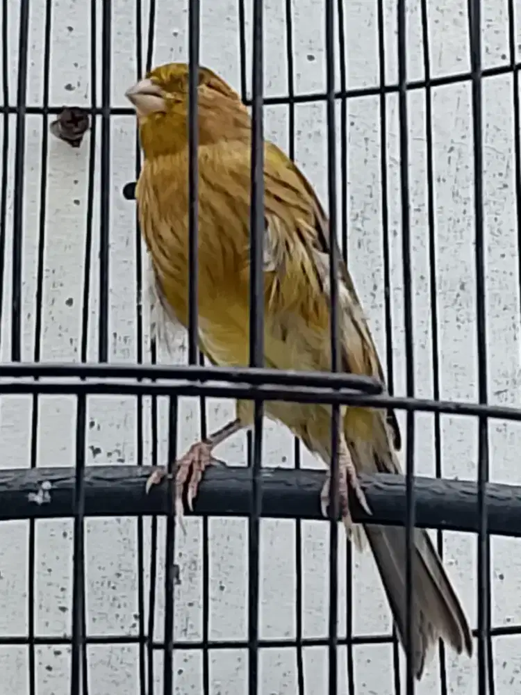 Burung kenari jantan ngeriwik ngelagu body besar panjang