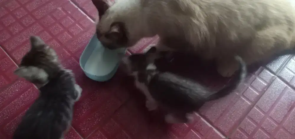 Anak kucing silang kucing Himalaya dan kucing lokal