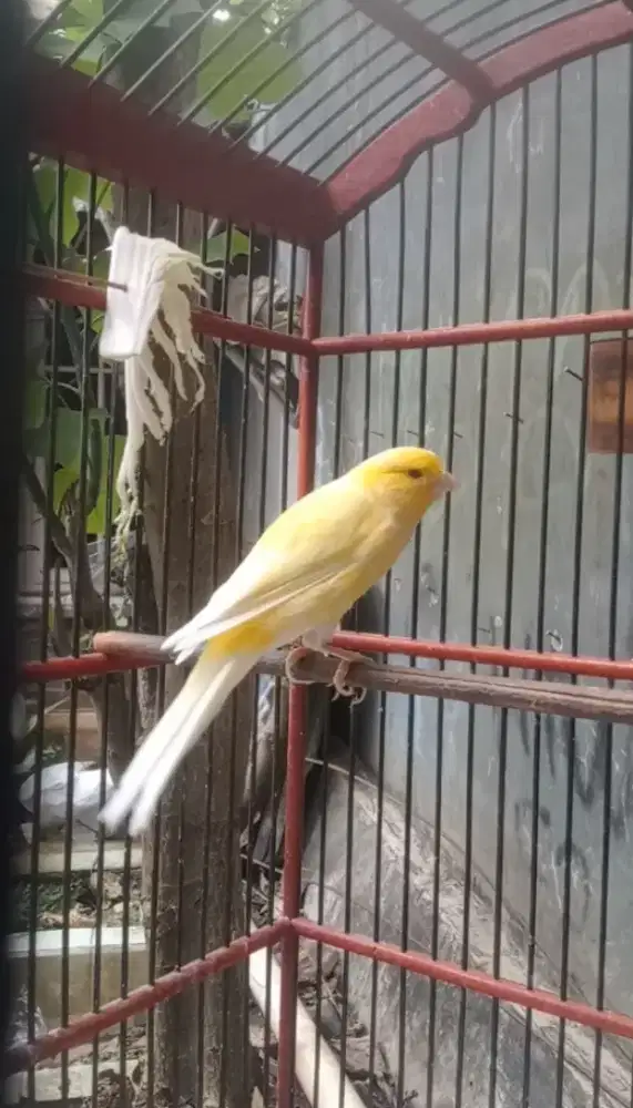 AF kuning polos gocoor..