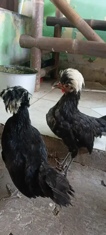 Ayam polandia Remaja