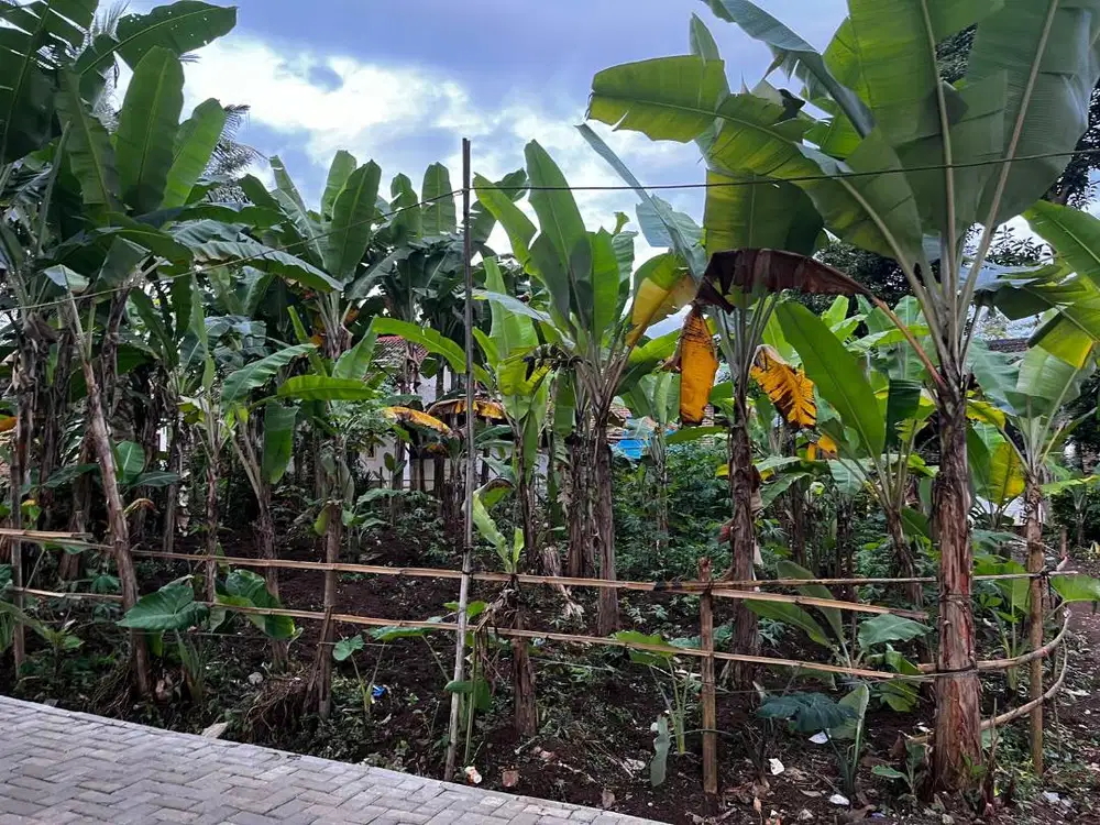 Dijual Tanah SHM di Majasari – Pandeglang