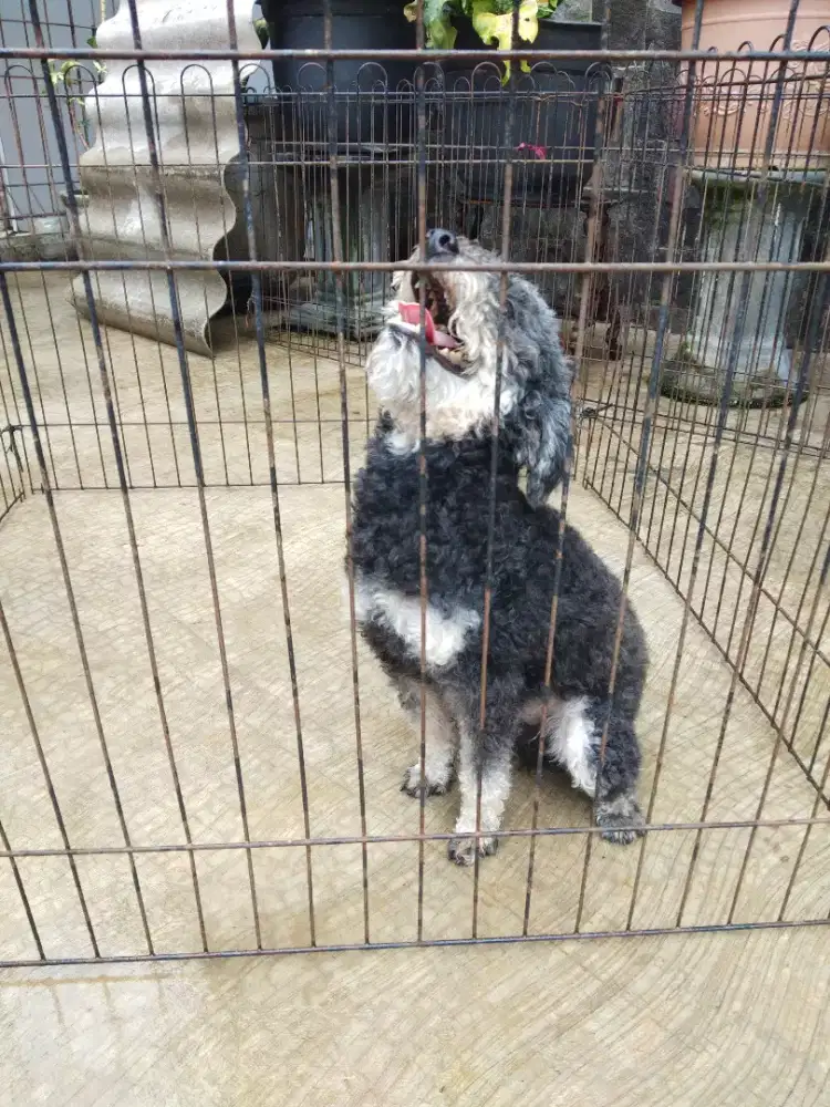 Anjing Poodle pantone