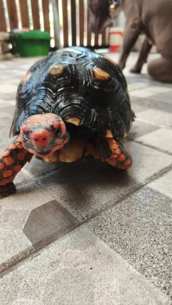 Kura Kura Cherry Head Jantan Jumbo