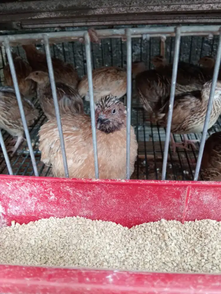 LELANG BURUNG PUYUH PETELUR