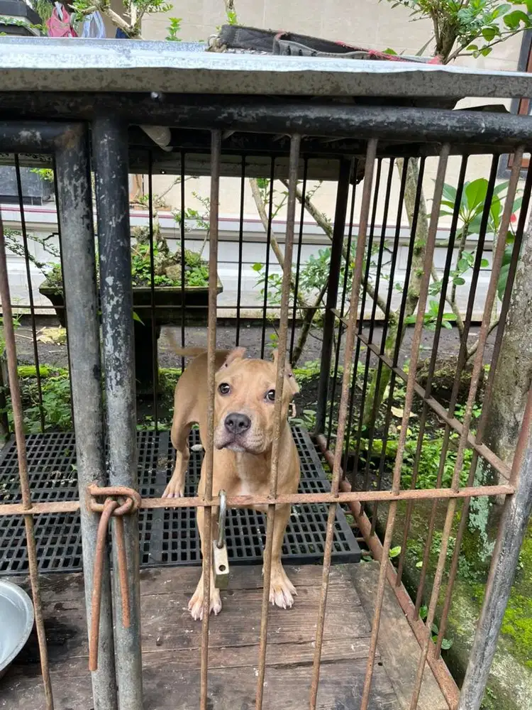 pitbull betina big size 4 bln