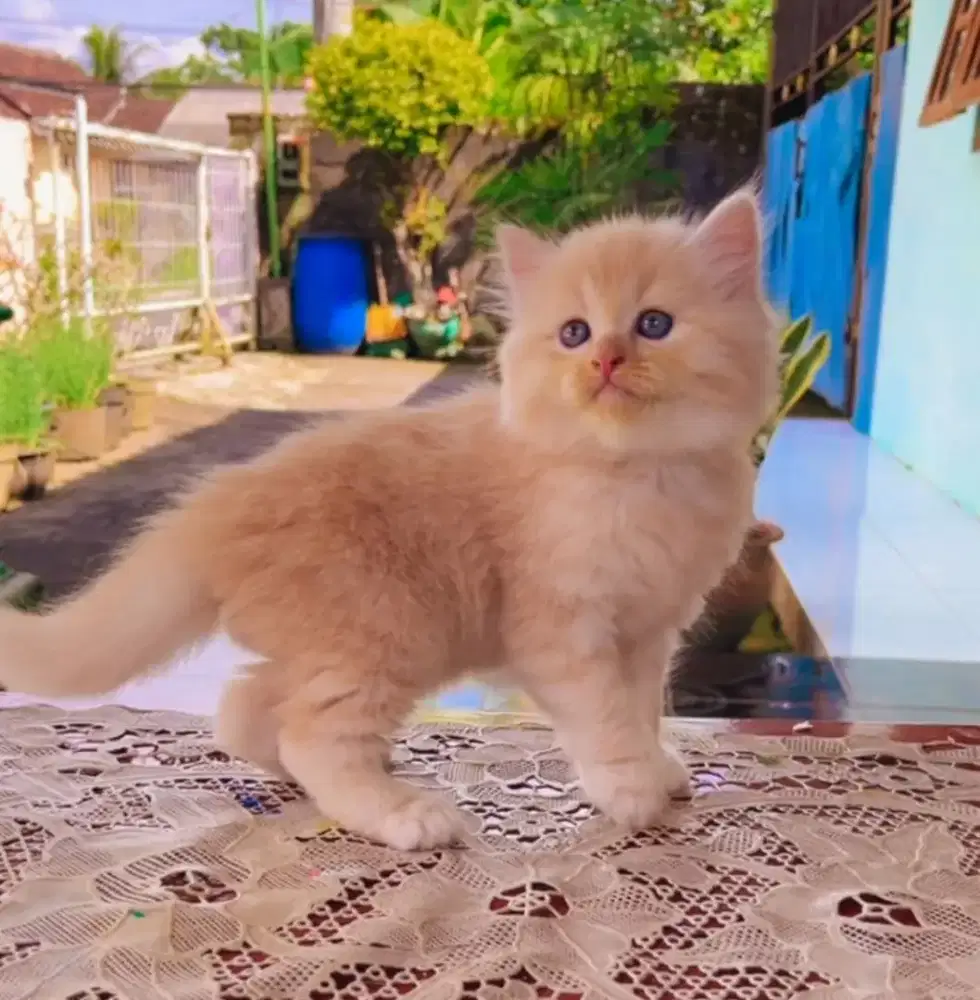 Kucing persia lucu
