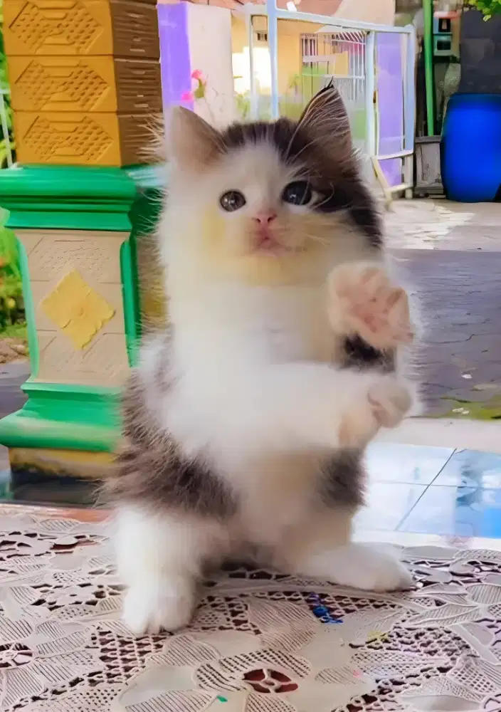 Kucing persia free groom