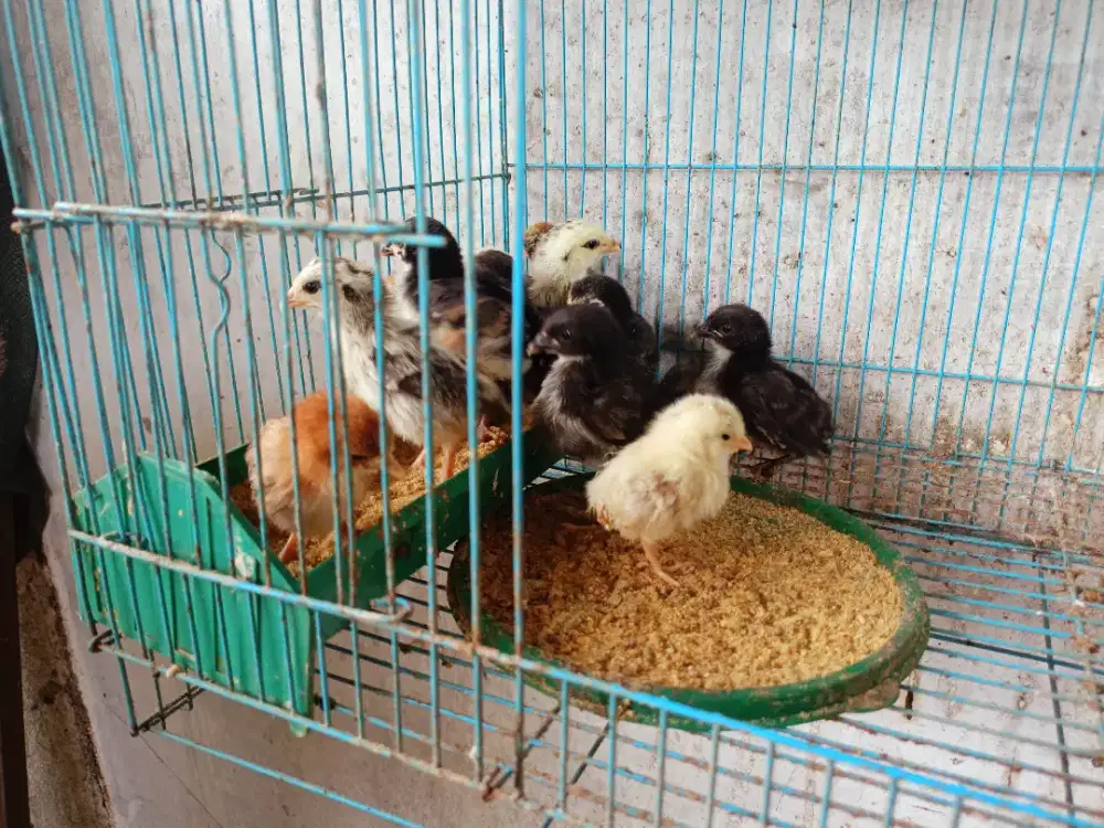 Jual borongan anakan ayam Kate & Kate biasa