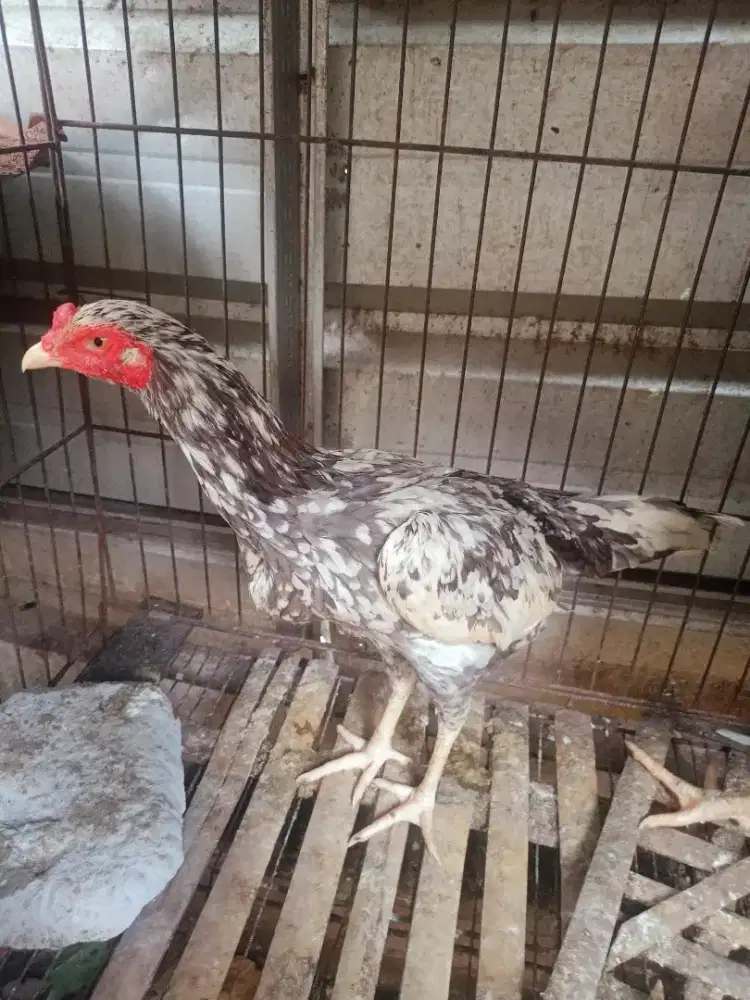 Jual ayam biang Bangkok