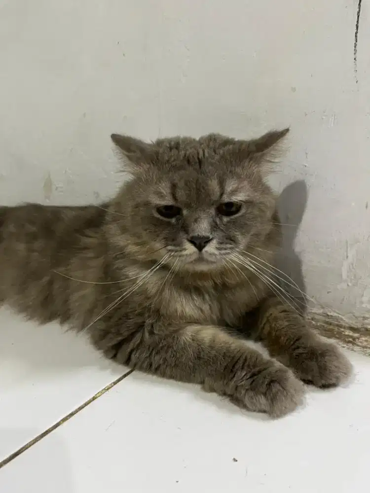 Persia medium jantan dewasa