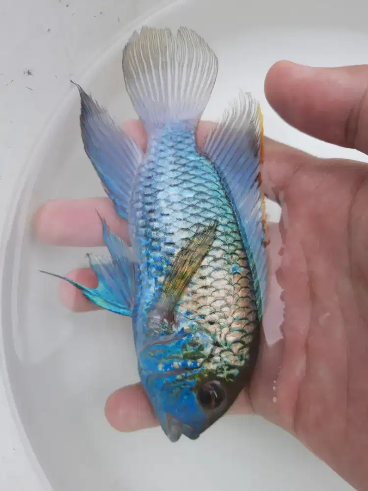Ikan Electric Blue Acara