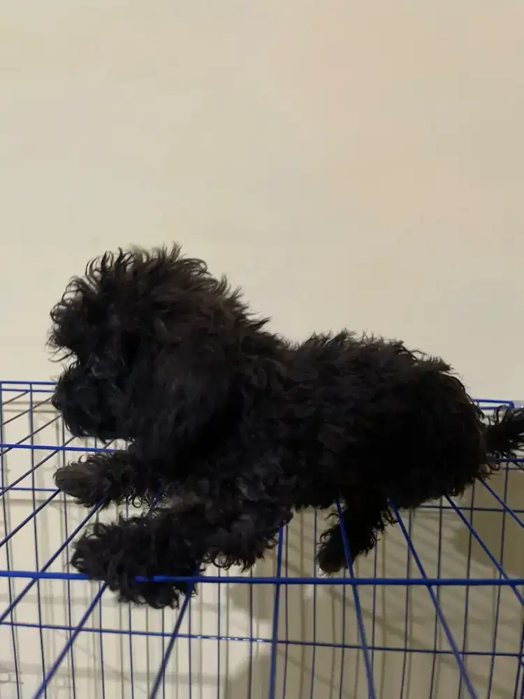 grooming hewan apa saja