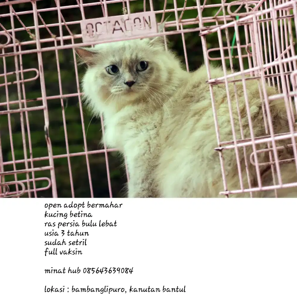 Open adopt persia himalaya bermahar