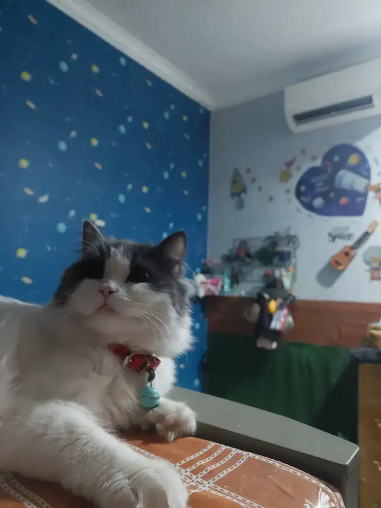 Scottish straigh | british short