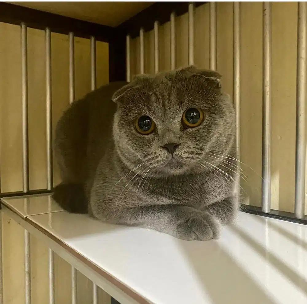 Kucing Scottish Fold ped cfa